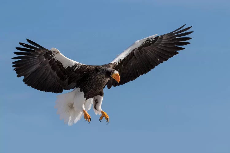 Steller's Fish Eagle flying. Wintering on the Shiretoko Peninsula, Hokkaido, Japan.