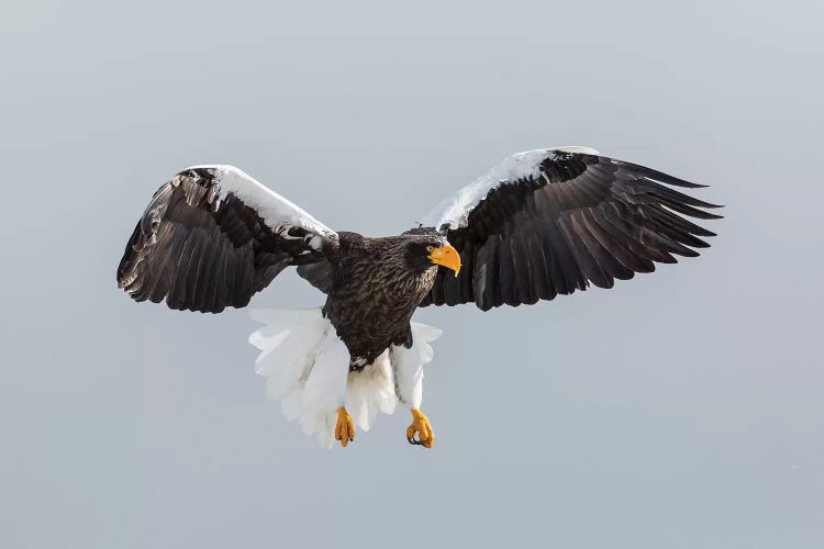 Steller's Fish Eagle flying. Wintering on the Shiretoko Peninsula, Hokkaido, Japan.