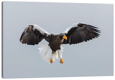 Steller's Fish Eagle flying. Wintering on the Shiretoko Peninsula, Hokkaido, Japan. Canvas Art Print - Darrell Gulin