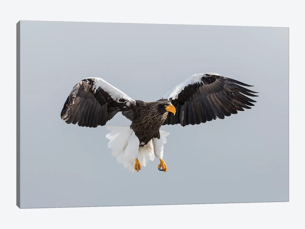 Steller's Fish Eagle flying. Wintering on the Shiretoko Peninsula, Hokkaido, Japan. by Darrell Gulin 1-piece Canvas Artwork