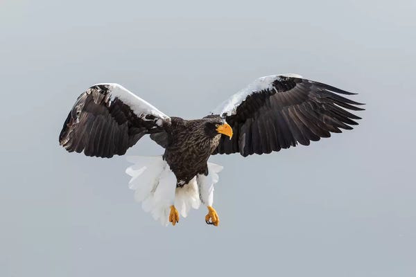 Darrell Gulin: Steller's Fish Eagle flying. Wintering on the Shiretoko Peninsula, Hokkaido, Japan. by Darrell Gulin