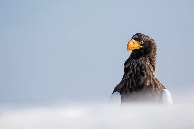 Steller's Fish Eagle wintering on the Shiretoko Peninsula, Hokkaido, Japan.