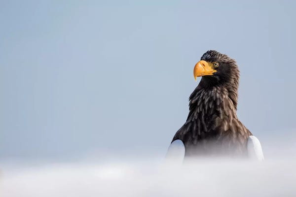 Darrell Gulin: Steller's Fish Eagle wintering on the Shiretoko Peninsula, Hokkaido, Japan. by Darrell Gulin
