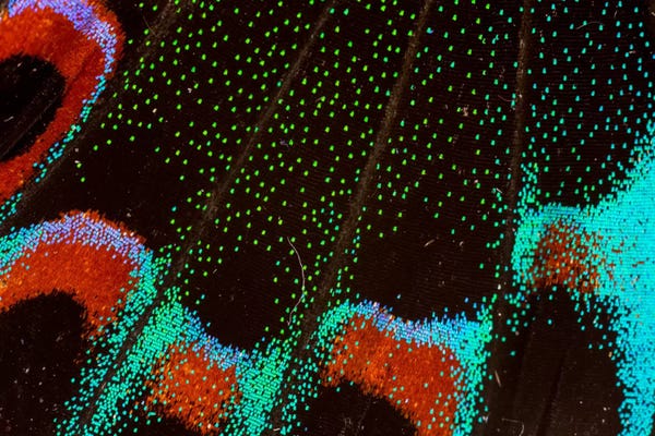 Wings: Butterfly Wing Macro-Photography VI by Darrell Gulin