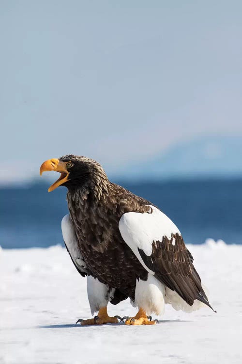 Steller's Fish Eagle wintering on the Shiretoko Peninsula, Hokkaido, Japan.