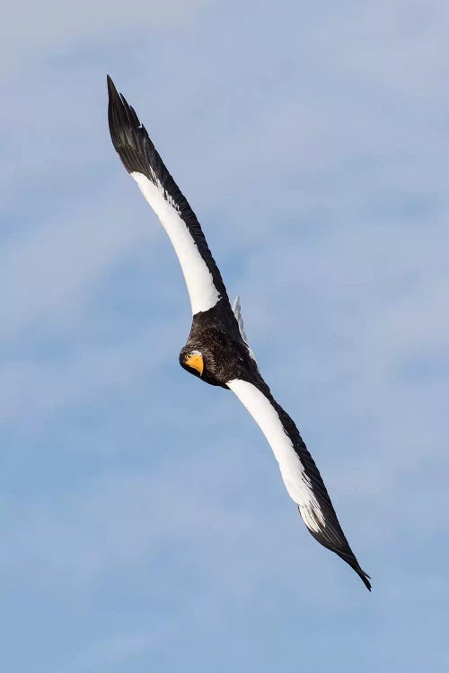 Steller's sea eagle flying. Wintering on the Shiretoko Peninsula, Hokkaido, Japan.