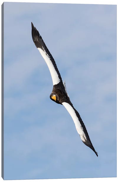 Steller's sea eagle flying. Wintering on the Shiretoko Peninsula, Hokkaido, Japan. Canvas Art Print
