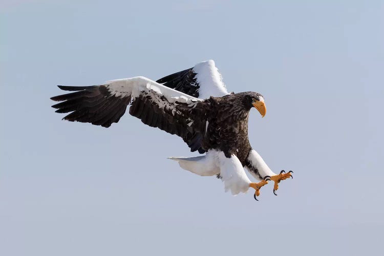 Steller's sea eagle flying. Wintering on the Shiretoko Peninsula, Hokkaido, Japan.