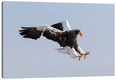 Steller's sea eagle flying. Wintering on the Shiretoko Peninsula, Hokkaido, Japan. Canvas Art Print - Darrell Gulin