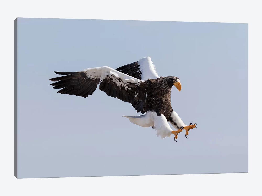 Steller's sea eagle flying. Wintering on the Shiretoko Peninsula, Hokkaido, Japan. by Darrell Gulin 1-piece Canvas Print