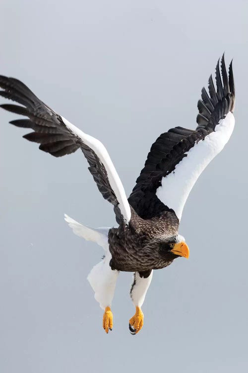 Steller's sea eagle flying. Wintering on the Shiretoko Peninsula, Hokkaido, Japan.