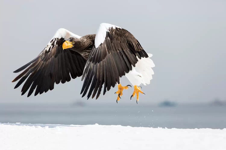 Steller's sea eagle flying. Wintering on the Shiretoko Peninsula, Hokkaido, Japan.