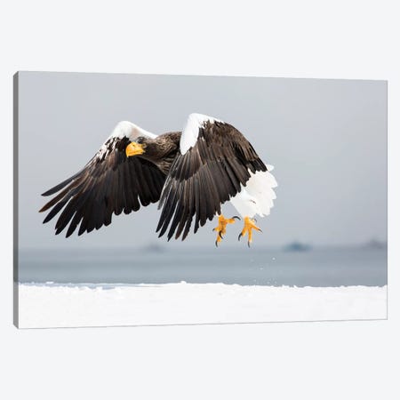 Steller's sea eagle flying. Wintering on the Shiretoko Peninsula, Hokkaido, Japan. Canvas Print #DGU144} by Darrell Gulin Canvas Wall Art
