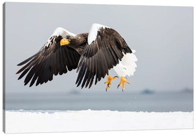 Steller's sea eagle flying. Wintering on the Shiretoko Peninsula, Hokkaido, Japan. Canvas Art Print - Darrell Gulin
