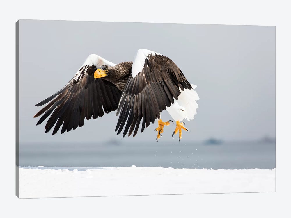 Steller's sea eagle flying. Wintering on the Shiretoko Peninsula, Hokkaido, Japan. by Darrell Gulin 1-piece Canvas Art Print