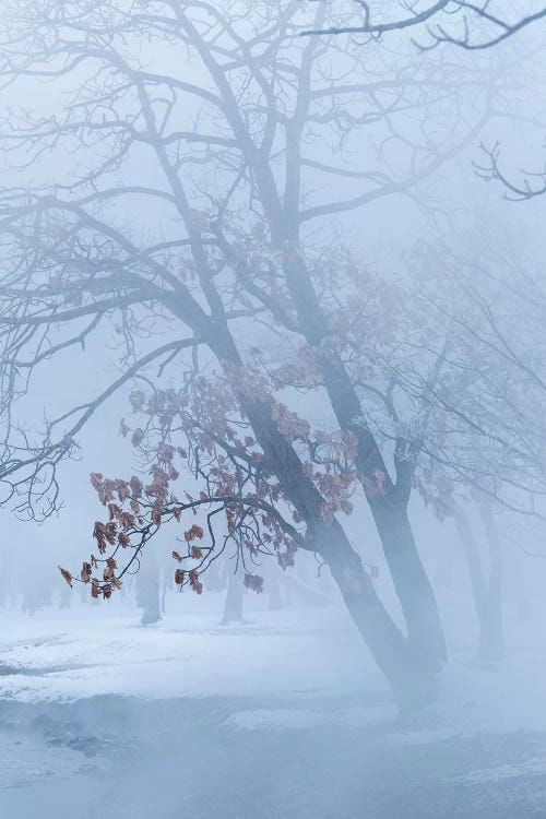 Trees along frozen Lake Kussharo. Winter snow with mist rising.