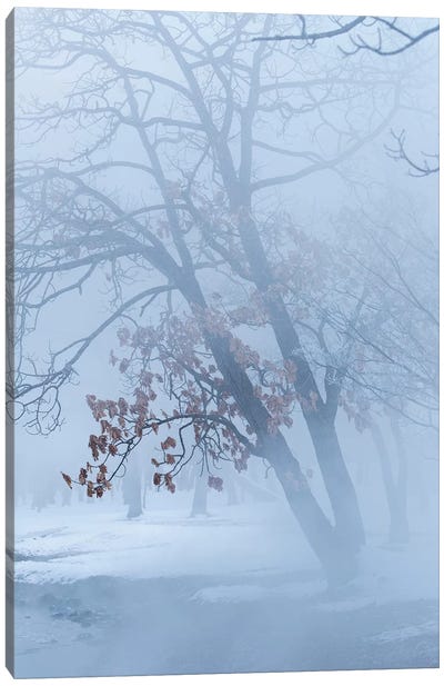 Trees along frozen Lake Kussharo. Winter snow with mist rising. Canvas Art Print - Darrell Gulin