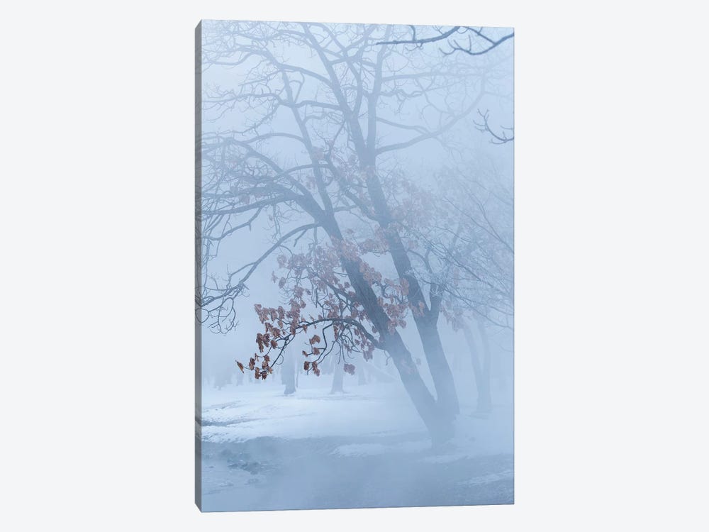 Trees along frozen Lake Kussharo. Winter snow with mist rising. by Darrell Gulin 1-piece Canvas Artwork