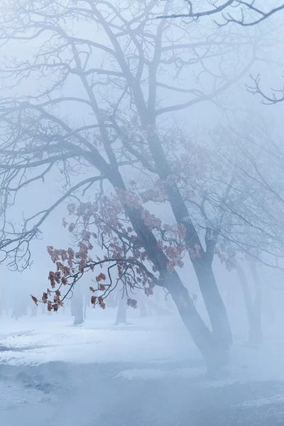 Darrell Gulin: Trees along frozen Lake Kussharo. Winter snow with mist rising. by Darrell Gulin