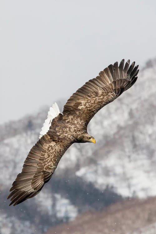 White-tailed Eagle Fishing Along The Waters Of Shiretoko Peninsula I, Hokkaido, Japan