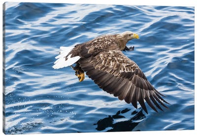 White-tailed Eagle Fishing Along The Waters Of Shiretoko Peninsula II, Hokkaido, Japan Canvas Art Print - Darrell Gulin