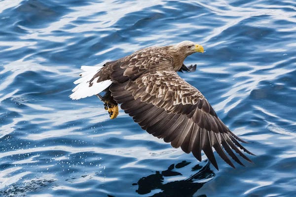 White-tailed Eagle I, Fishing Along The Waters Of Shiretoko Peninsula, Hokkaido, Japan