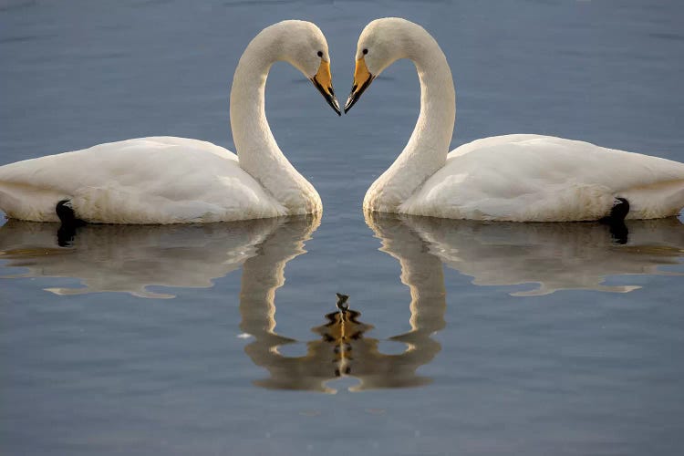 Whooper Swans, Bill To Bill On Frozen Lake Kussharo I, Hokkaido