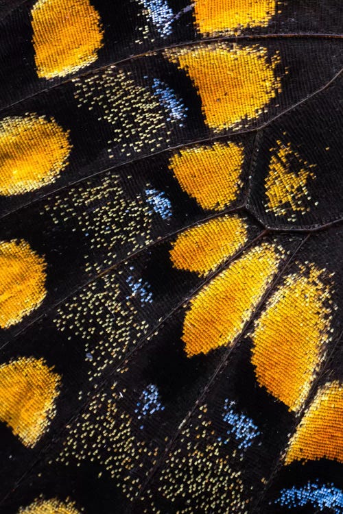 Butterfly Wing Macro-Photography VII