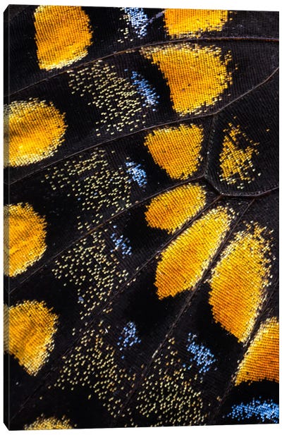 Butterfly Wing Macro-Photography VII Canvas Art Print - Darrell Gulin