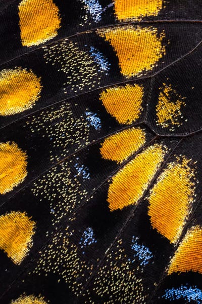 Darrell Gulin: Butterfly Wing Macro-Photography VII by Darrell Gulin