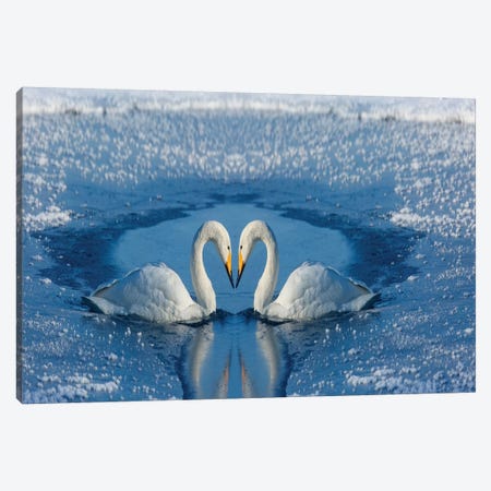 Whooper Swans, Bill To Bill On Frozen Lake Kussharo II, Hokkaido Canvas Print #DGU150} by Darrell Gulin Canvas Art