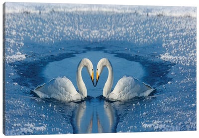 Whooper Swans, Bill To Bill On Frozen Lake Kussharo II, Hokkaido Canvas Art Print - Darrell Gulin