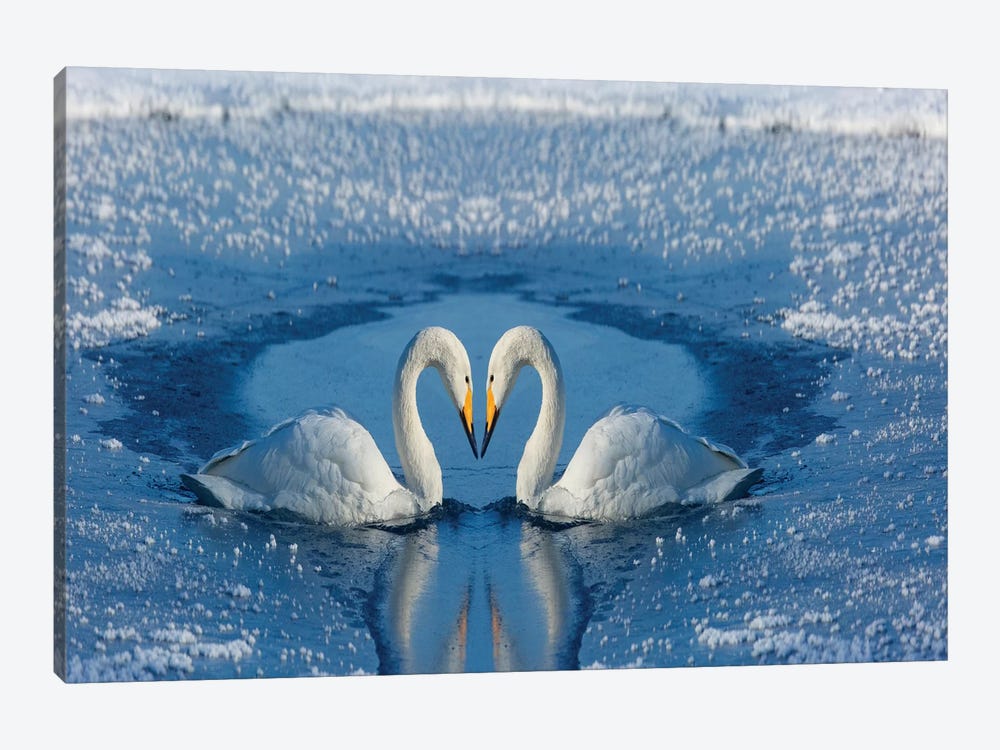 Whooper Swans, Bill To Bill On Frozen Lake Kussharo II, Hokkaido by Darrell Gulin 1-piece Canvas Wall Art