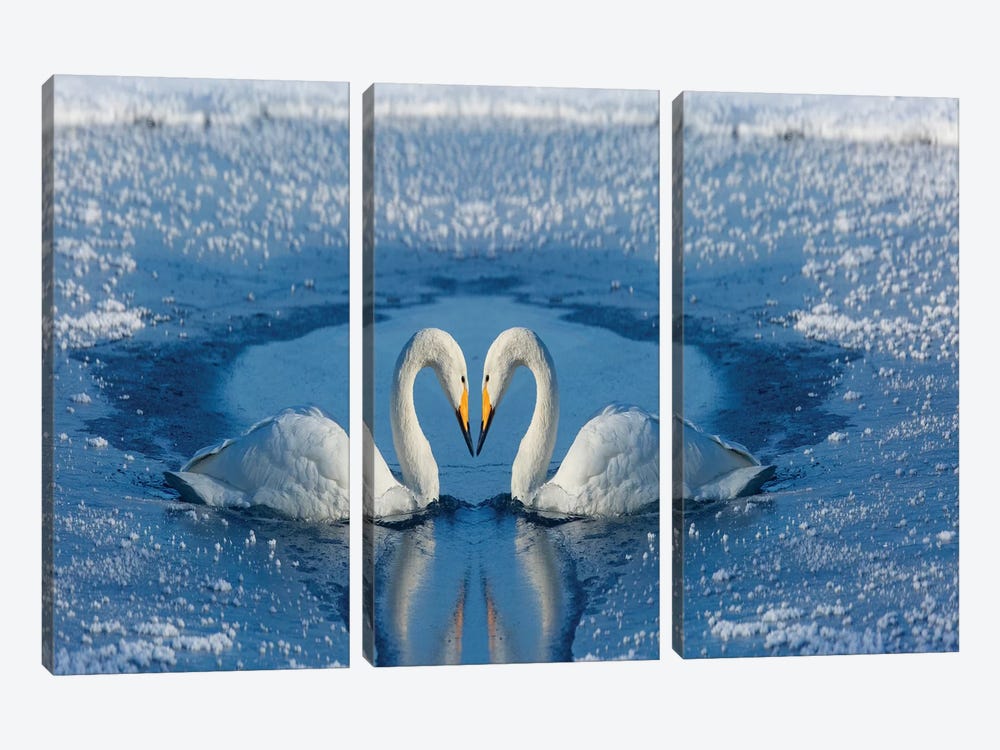 Whooper Swans, Bill To Bill On Frozen Lake Kussharo II, Hokkaido by Darrell Gulin 3-piece Canvas Art