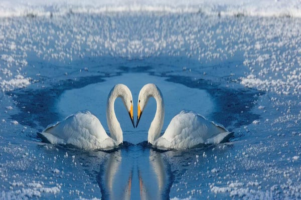 Whooper Swans II, Bill To Bill On Frozen Lake Kussharo, Hokkaido