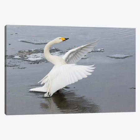 Whooper Swans, Flapping Wings On Frozen Lake Kussharo, Hokkaido Canvas Print #DGU151} by Darrell Gulin Canvas Wall Art