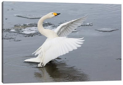 Whooper Swans, Flapping Wings On Frozen Lake Kussharo, Hokkaido Canvas Art Print - Darrell Gulin