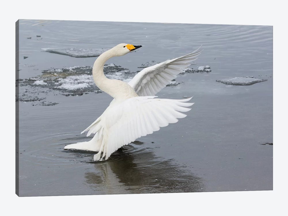 Whooper Swans, Flapping Wings On Frozen Lake Kussharo, Hokkaido by Darrell Gulin 1-piece Canvas Art Print