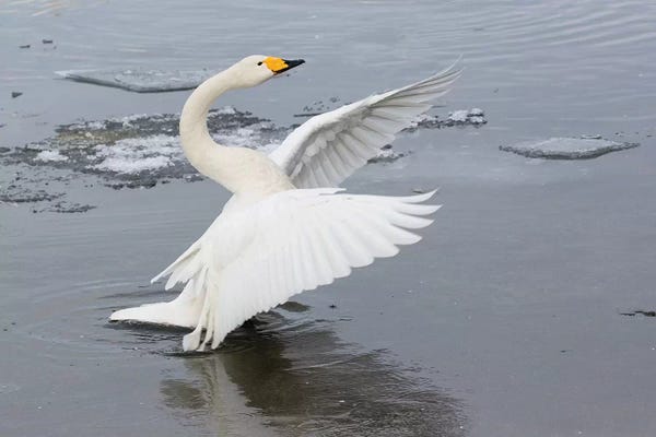 Whooper Swans, Flapping Wings On Frozen Lake Kussharo, Hokkaido