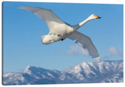 Whooper Swans, Flying On Frozen Lake Kussharo I, Hokkaido Canvas Art Print - Darrell Gulin