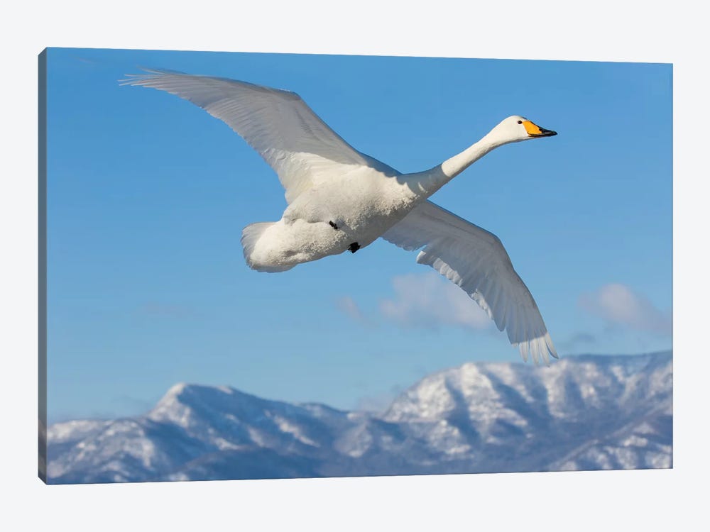 Whooper Swans, Flying On Frozen Lake Kussharo I, Hokkaido by Darrell Gulin 1-piece Canvas Artwork