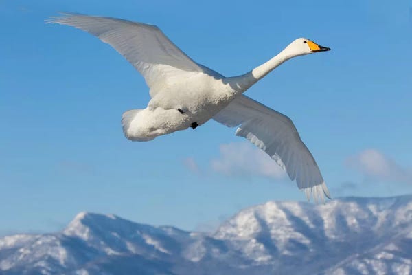 Whooper Swans I, Flying On Frozen Lake Kussharo, Hokkaido
