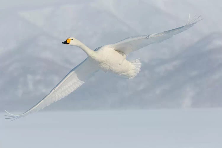 Whooper Swans, Flying On Frozen Lake Kussharo II, Hokkaido