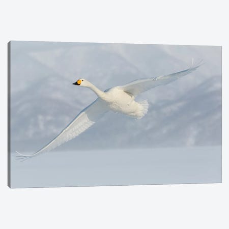 Whooper Swans, Flying On Frozen Lake Kussharo II, Hokkaido Canvas Print #DGU153} by Darrell Gulin Canvas Wall Art