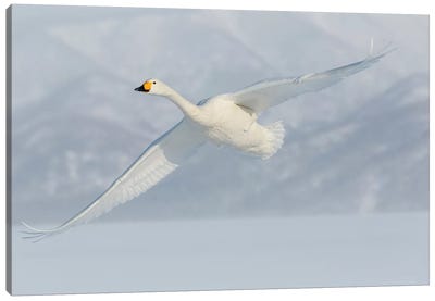 Whooper Swans, Flying On Frozen Lake Kussharo II, Hokkaido Canvas Art Print - Darrell Gulin