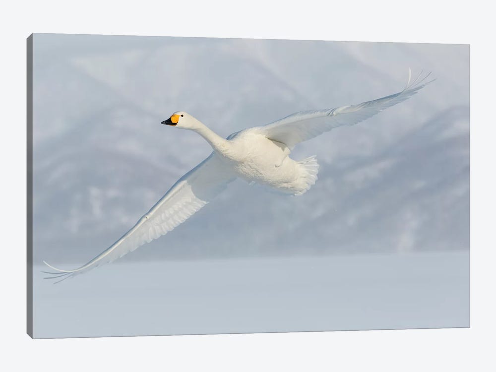 Whooper Swans, Flying On Frozen Lake Kussharo II, Hokkaido by Darrell Gulin 1-piece Canvas Art Print