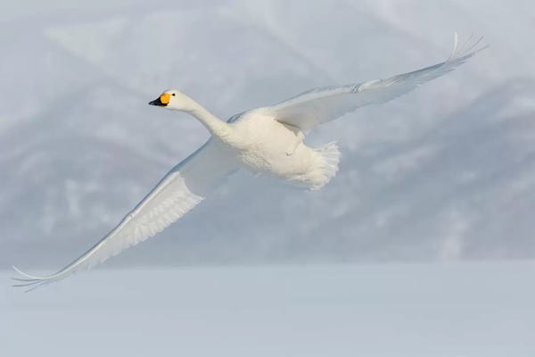 Whooper Swans II, Flying On Frozen Lake Kussharo, Hokkaido
