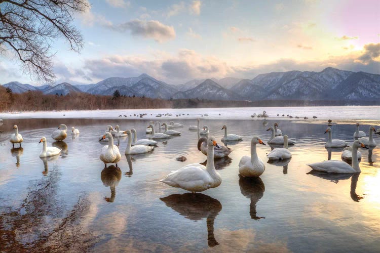 Whooper Swans In Lake Kussharo, Hokkaido, Japan