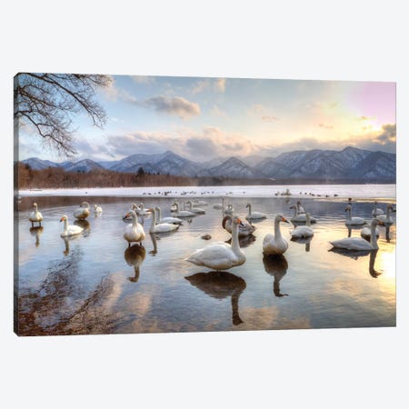 Whooper Swans In Lake Kussharo, Hokkaido, Japan Canvas Print #DGU154} by Darrell Gulin Canvas Print