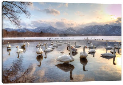 Whooper Swans In Lake Kussharo, Hokkaido, Japan Canvas Art Print - Darrell Gulin
